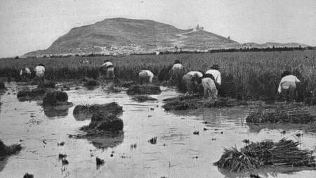 Rizières de la Albufera de Valencia