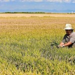 Champ de riz de Valence Champ de riz de Valence