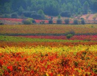 un Utiel-Requena de Valencia avec la Paella