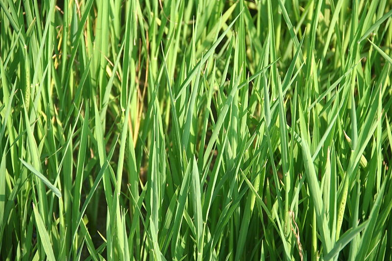Riz Albufera pour la paella de Valencia