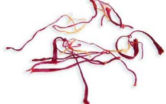Safran pour la Paella 3 filaments