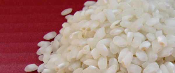 photo de riz pour la paella de la variete Senia Bahia Gleva J.Sendra Montsianell