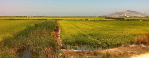 Champs de riz a paella de la Albufera Cullera Sueca