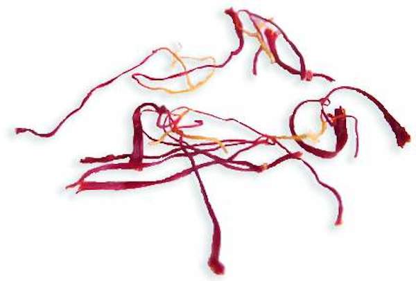 Azafrán para la paella 3 filamentos