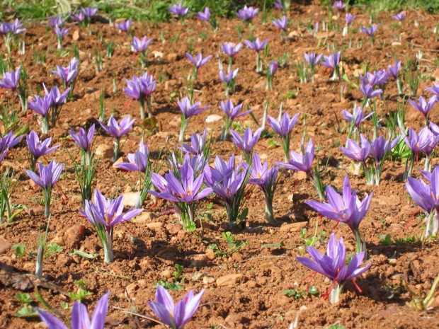 Azafrán para la paella filamentos en campos