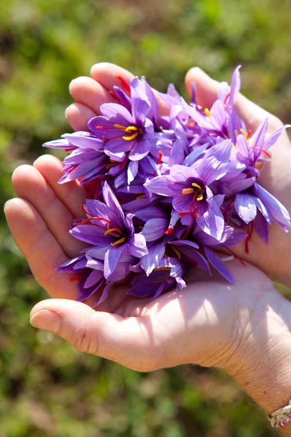 Azafrán para la paella filamentos en manos